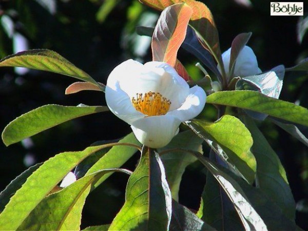 Franklinia alatamaha