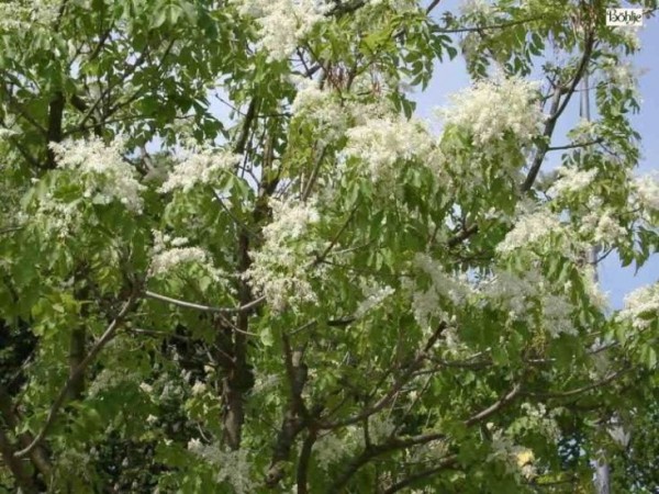 Fraxinus ornus -Blumen Esche-