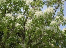 Fraxinus ornus -Blumen Esche-