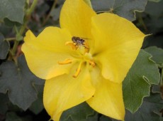 Fremontodendron 'California Glory' -Flanellbusch-