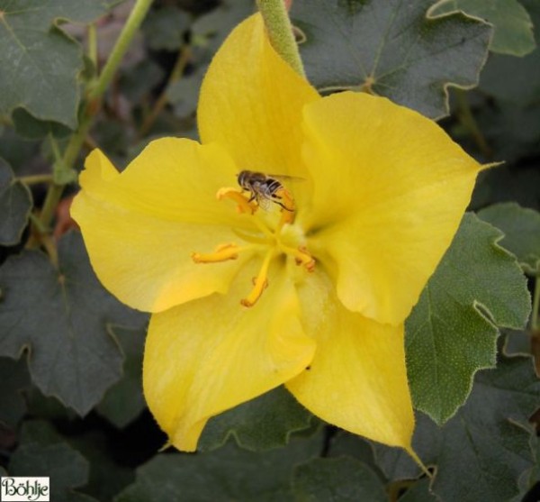 Fremontodendron 'California Glory' -Flanellbusch-