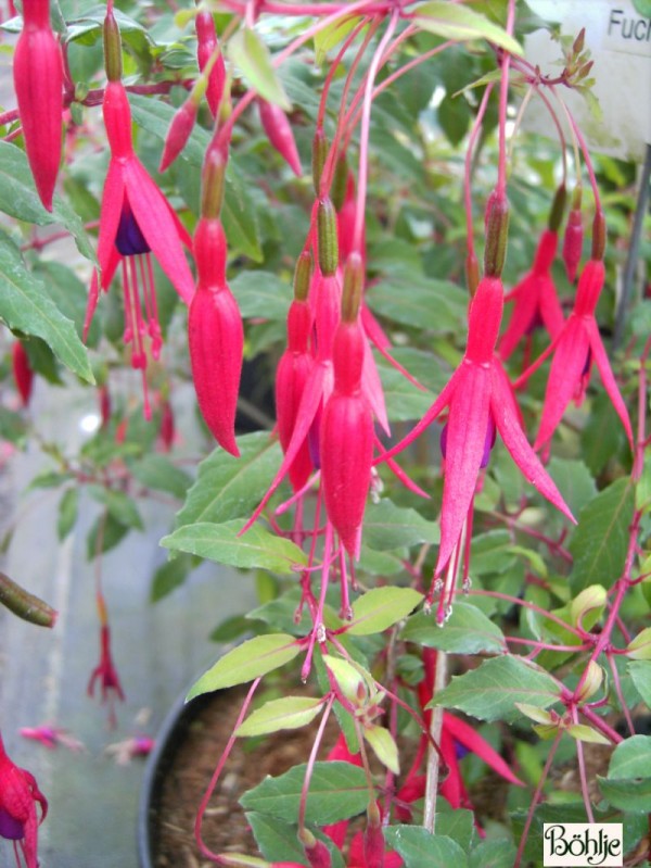 Fuchsia magellanica