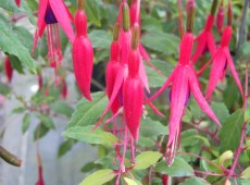 Fuchsia magellanica