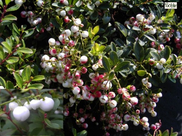 Gaultheria miqueliana - niederliegende Scheinbeere / Rebhuhnbeere -