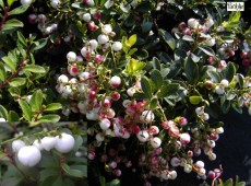 Gaultheria miqueliana - niederliegende Scheinbeere / Rebhuhnbeere -