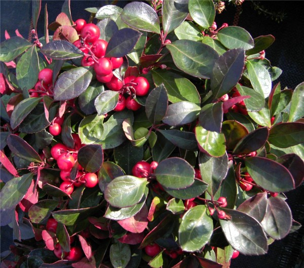 Gaultheria procumbens -niederliegende Scheinbeere / Rebhuhnbeere-  (Heidekrautgewächs)