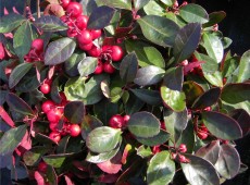 Gaultheria procumbens -niederliegende Scheinbeere / Rebhuhnbeere-  (Heidekrautgewächs)