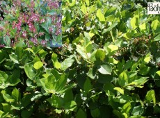 Gaultheria shallon -große Scheinbeere- (Heidekrautgewächs) 