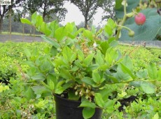 Gaultheria shallon - große Scheinbeere-