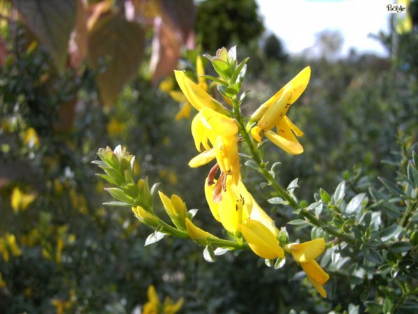 Genista tinctoria 'Royal Gold' -Färber Ginster-