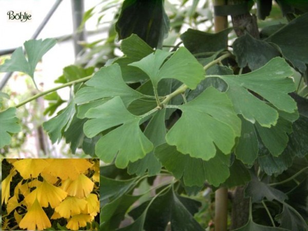 Ginkgo biloba  -Fächerblattbaum-