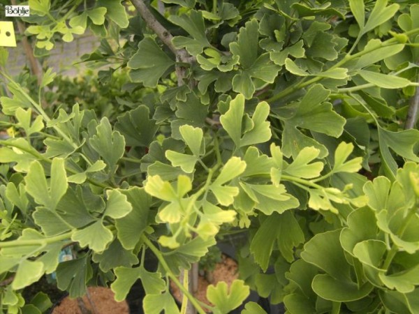 Ginkgo biloba 'Anny's Dwarf'