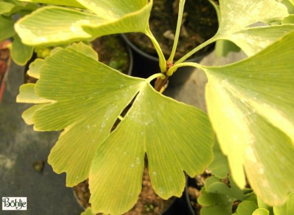 Ginkgo biloba 'David'