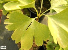 Ginkgo biloba 'David'