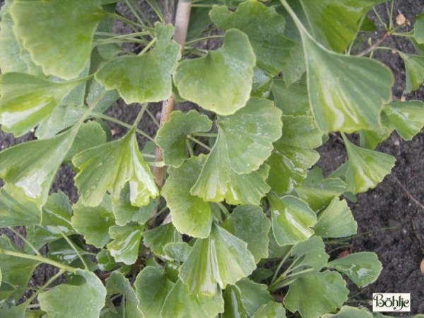 Ginkgo biloba 'Epiphylla' ('Ohatsuki') -Fächerblattbaum-