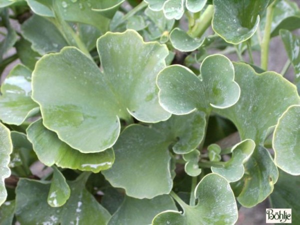 Ginkgo biloba 'Globus' -Fächerblattbaum-