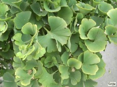 Ginkgo biloba 'King of Dongting' -Fächerblattbaum-