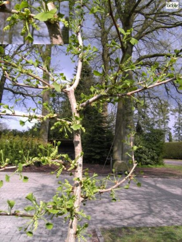 Ginkgo biloba 'Lakeview'