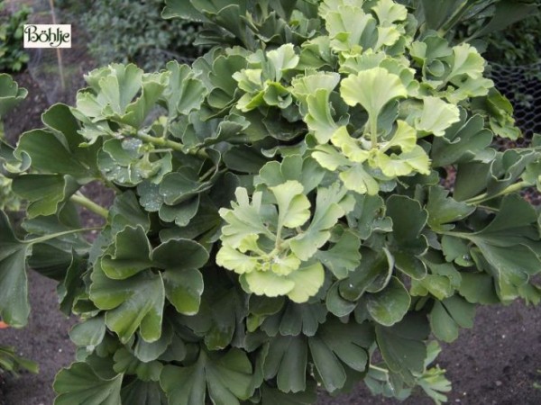 Ginkgo biloba 'Mariken' -Fächerblattbaum-