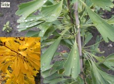 Ginkgo biloba 'Saratoga' -Fächerblattbaum-