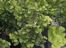 Ginkgo biloba 'Simon'