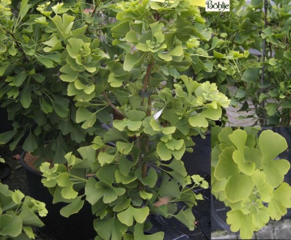 Ginkgo biloba 'Simon'