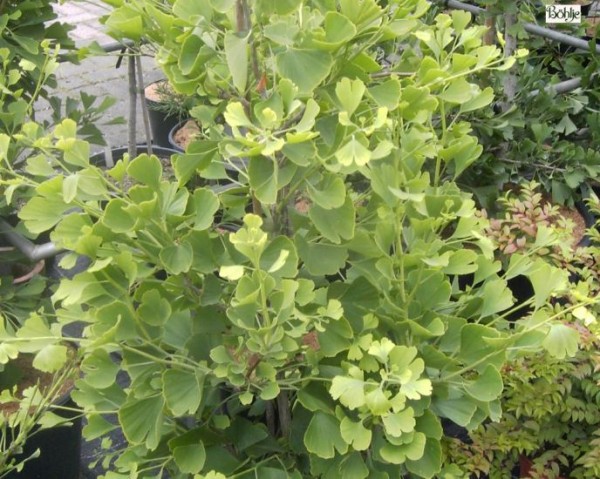 Ginkgo biloba 'Tit'  -Fächerblattbaum-