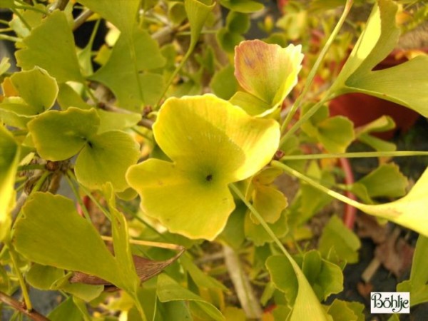 Ginkgo biloba 'Tubifolia' -Fächerblattbaum-