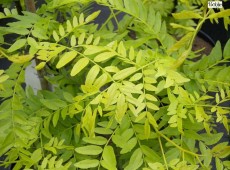 Gleditsia triacanthos 'Sunburst' -gelber Lederhülsenbaum-