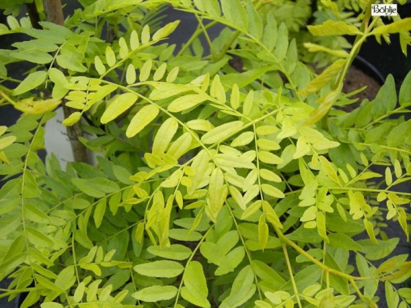 Gleditsia triacanthos 'Sunburst' -gelber Lederhülsenbaum-