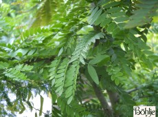 Gleditsia triacanthos -Lederhülsenbaum-