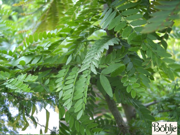 Gleditsia triacanthos -Lederhülsenbaum-