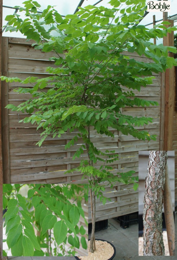 Gymnocladus dioicus  -Geweihbaum-