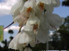 Halesia carolina - Schneeglöckchenbaum -