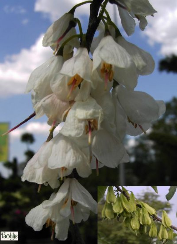 Halesia carolina - Schneeglöckchenbaum -