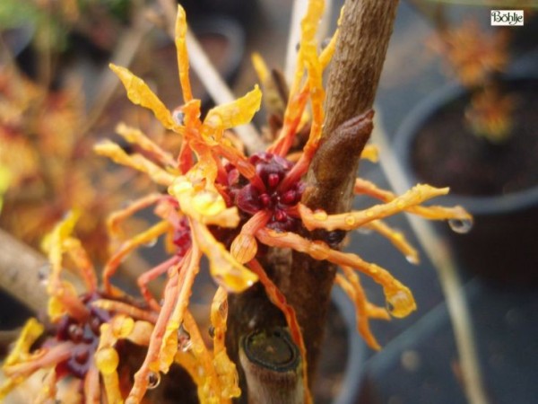 Hamamelis intermedia 'Aphrodite' -Zaubernuß-