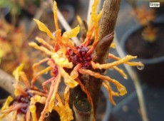 Hamamelis intermedia 'Aphrodite' -Zaubernuß-