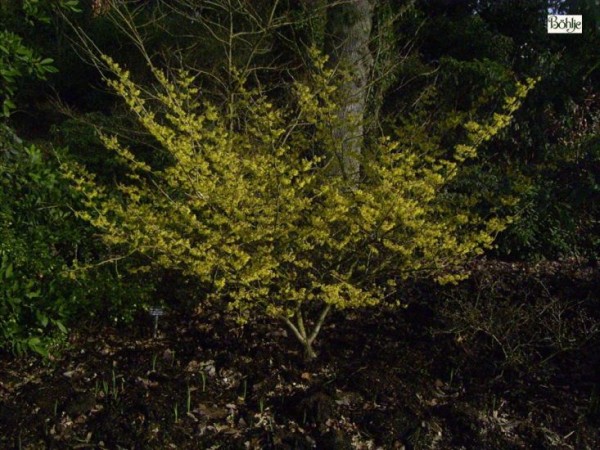 Hamamelis intermedia 'Arnold Promise' -Zaubernuß-