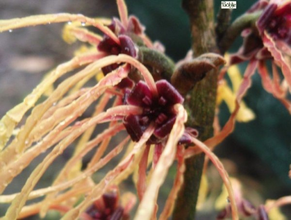 Hamamelis intermedia 'Aurora' -Zaubernuß-