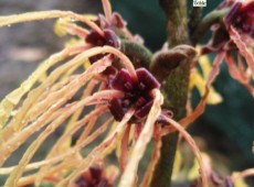 Hamamelis intermedia 'Aurora' -Zaubernuß-