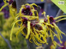 Hamamelis intermedia 'Barmstedt Gold' -Zaubernuß-