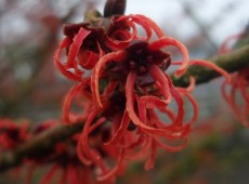 Hamamelis intermedia 'Diane' -Zaubernuß-