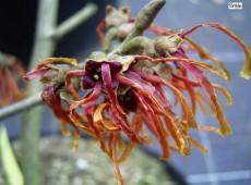 Hamamelis intermedia 'Feuerzauber' -Zaubernuß-