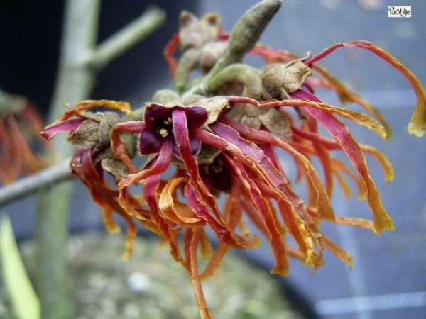 Hamamelis intermedia 'Feuerzauber' -Zaubernuß-