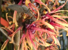 Hamamelis intermedia 'Jelena' -Zaubernuß-