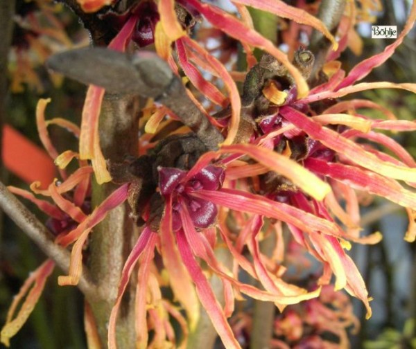 Hamamelis intermedia 'Jelena' -Zaubernuß-