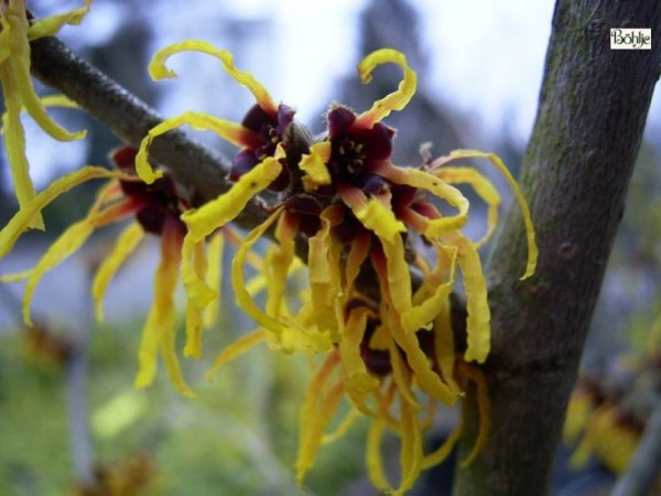 Hamamelis intermedia 'Orange Beauty' -Zaubernuß-