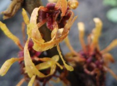 Hamamelis intermedia 'Orange Peel' -Zaubernuß-