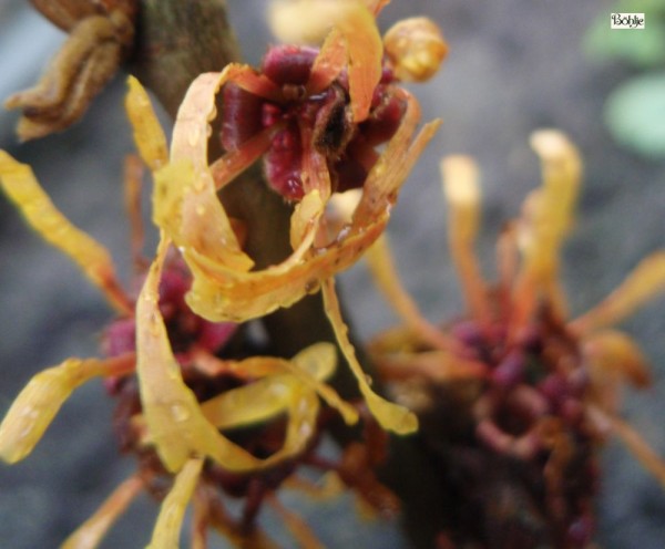 Hamamelis intermedia 'Orange Peel' -Zaubernuß-