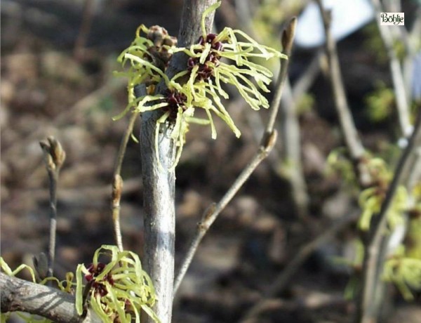 Hamamelis intermedia 'Pallida'  -Zaubernuß-